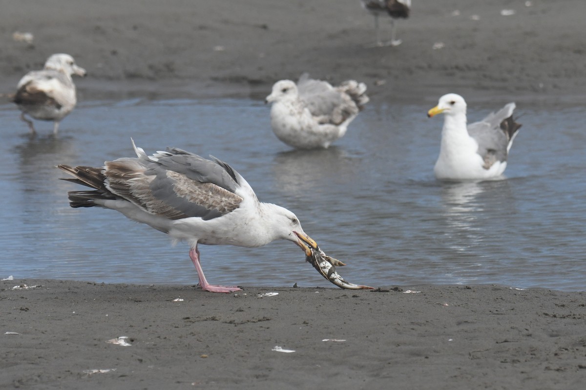 Western Gull - ML638570138