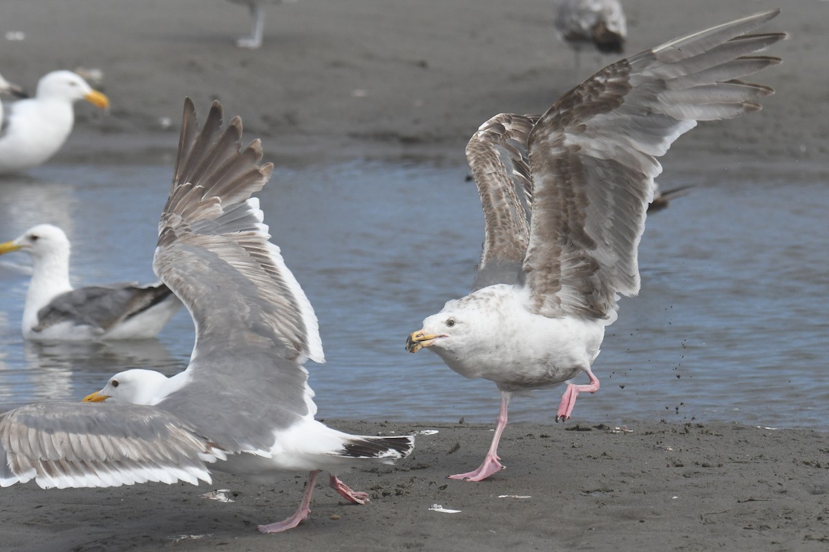 Western Gull - ML638570139