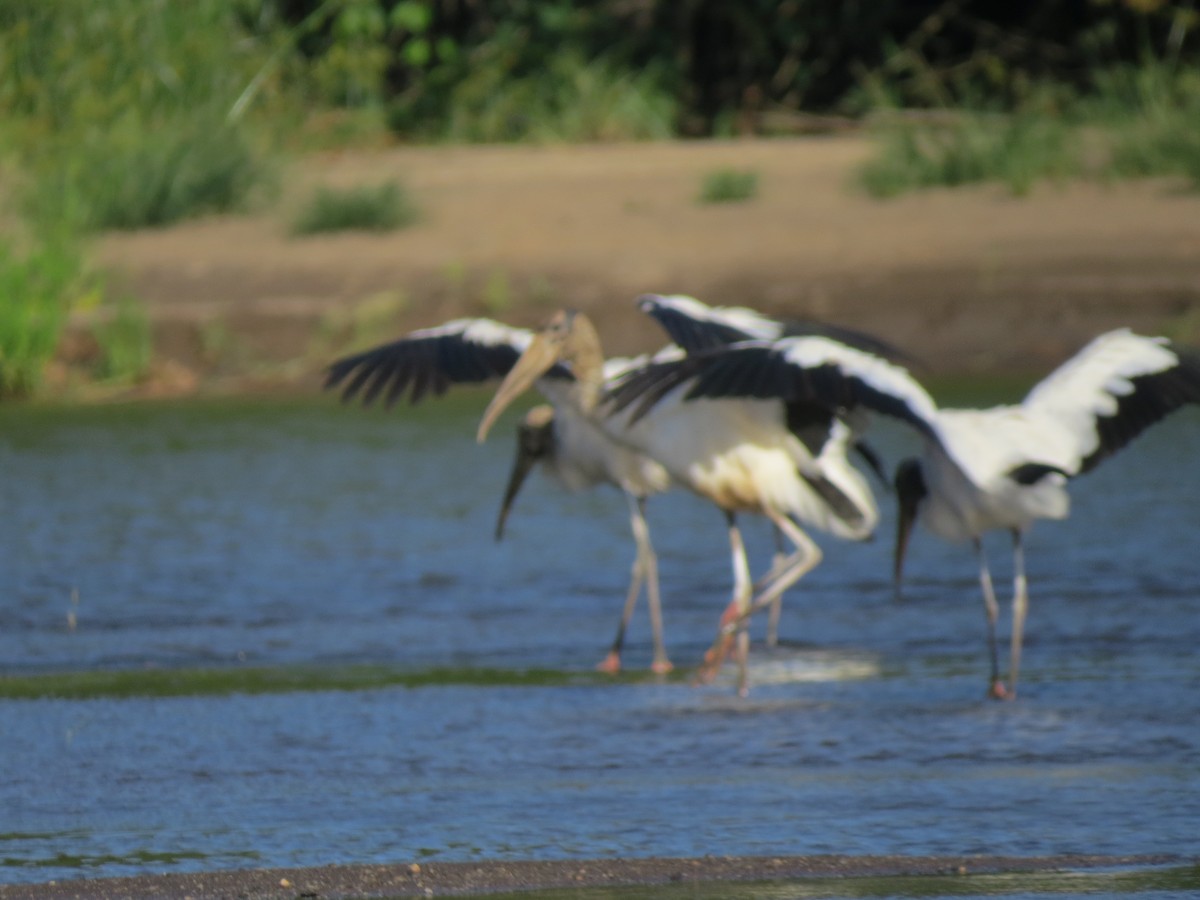 Wood Stork - ML638570141