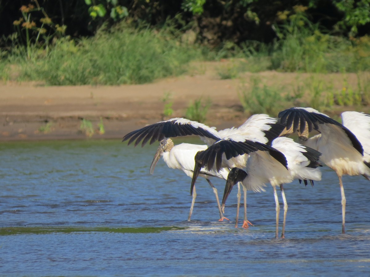 Wood Stork - ML638570142
