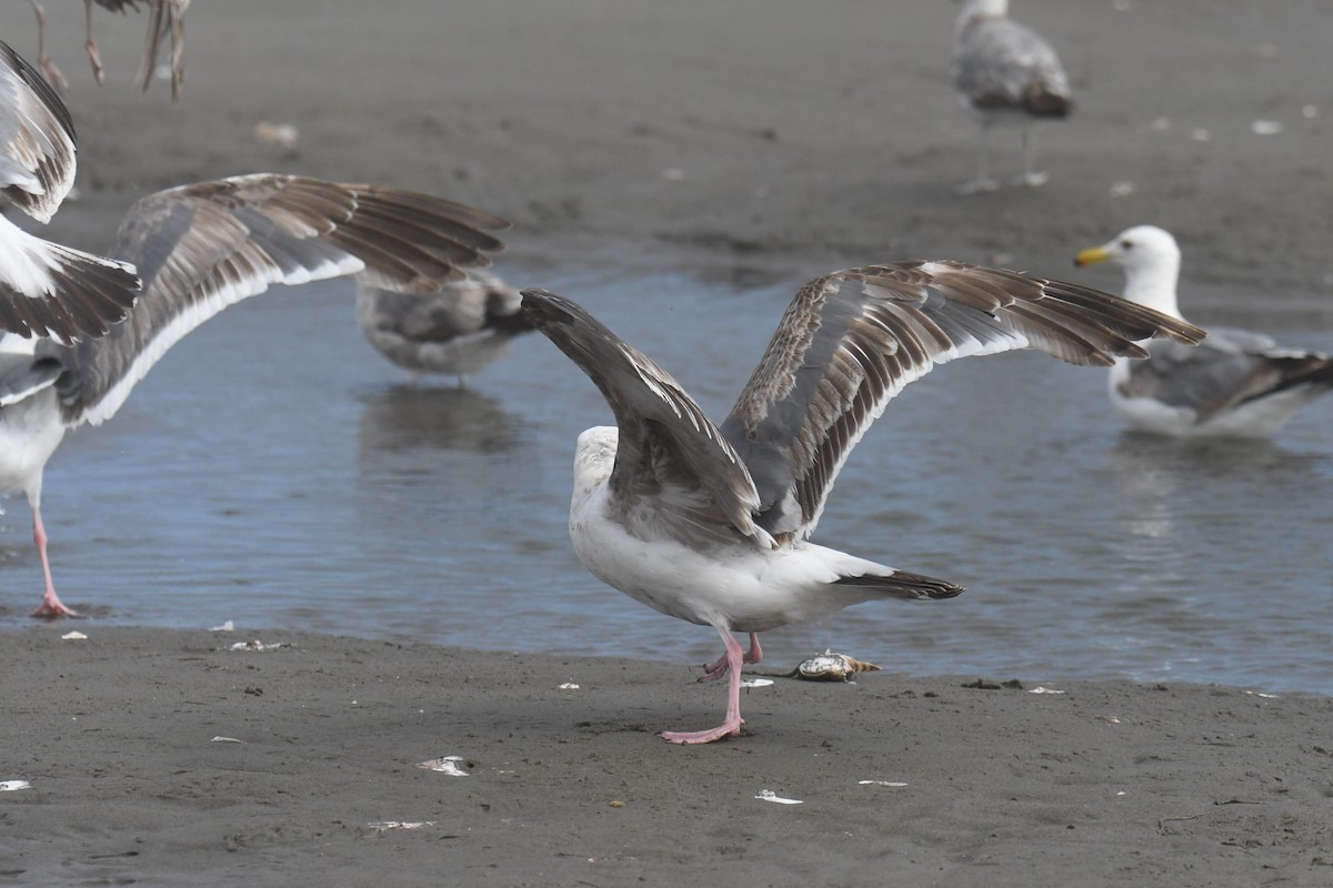 Western Gull - ML638570143