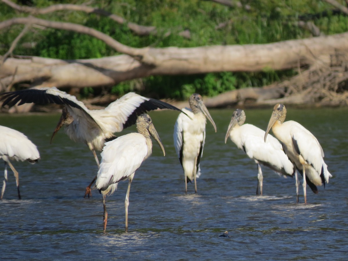 Wood Stork - ML638570144