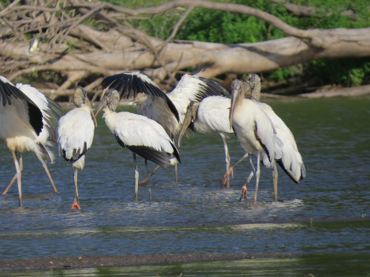 Wood Stork - ML638570146