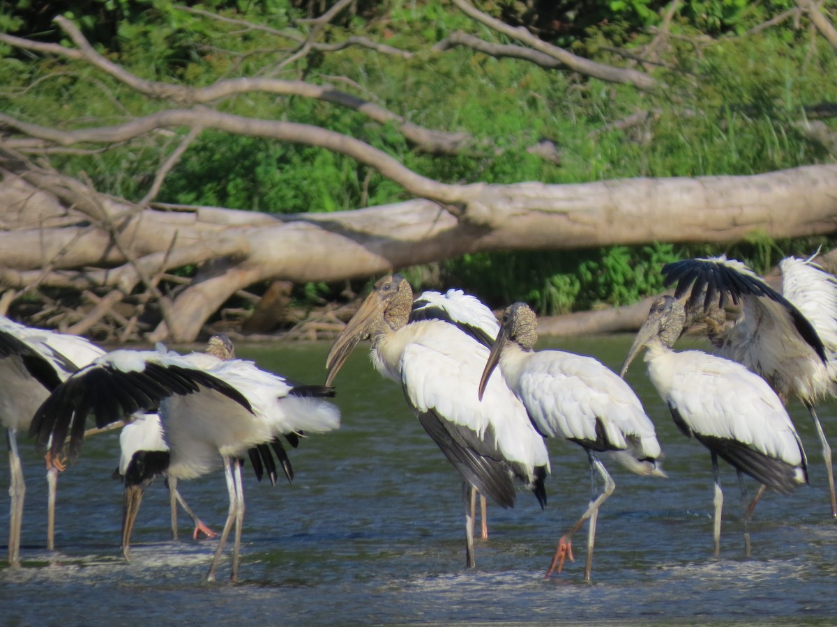 Wood Stork - ML638570147