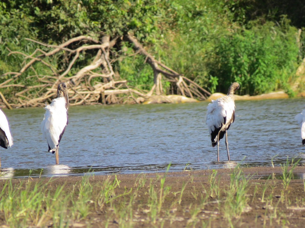Wood Stork - ML638570148