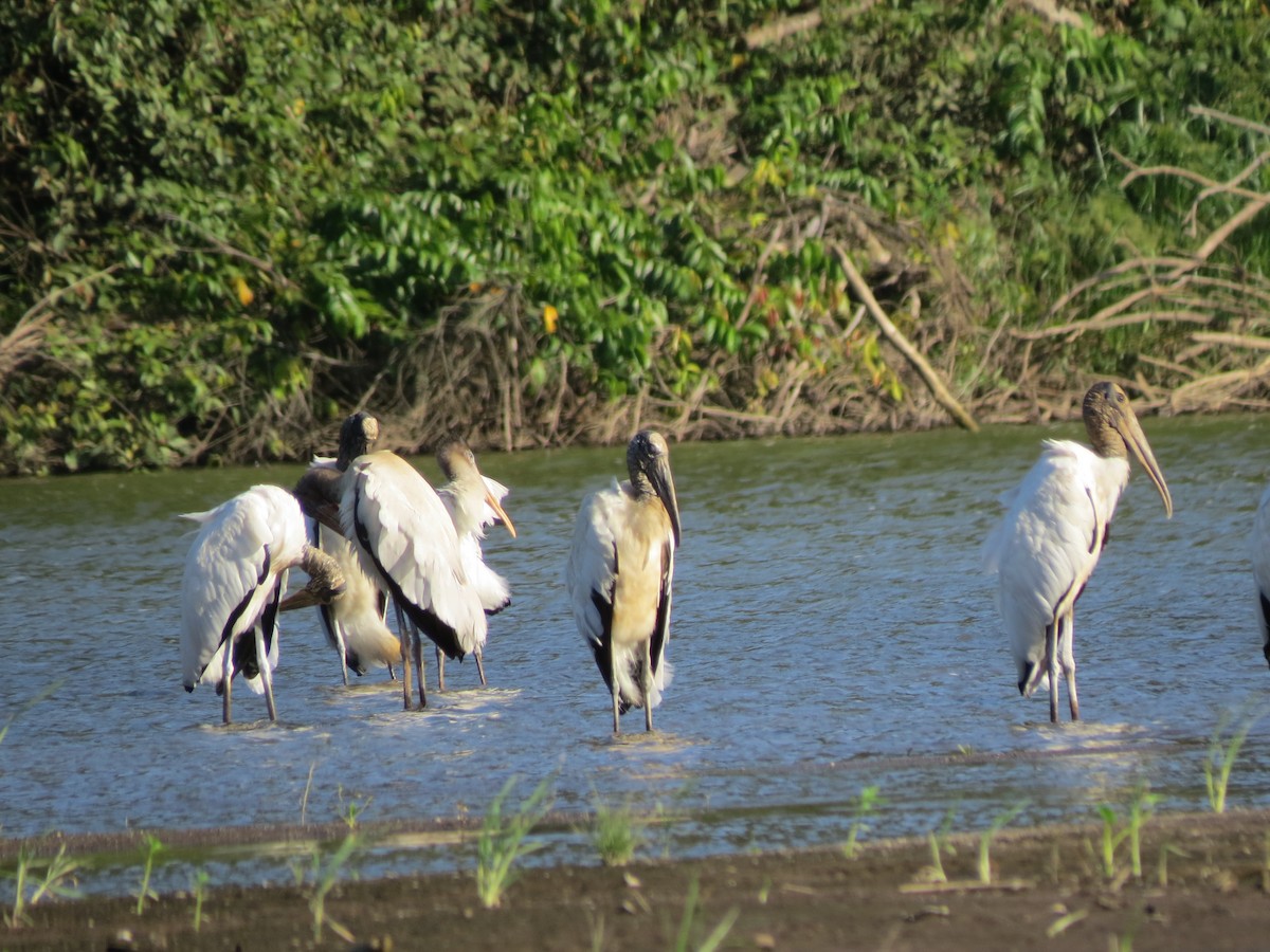Wood Stork - ML638570150