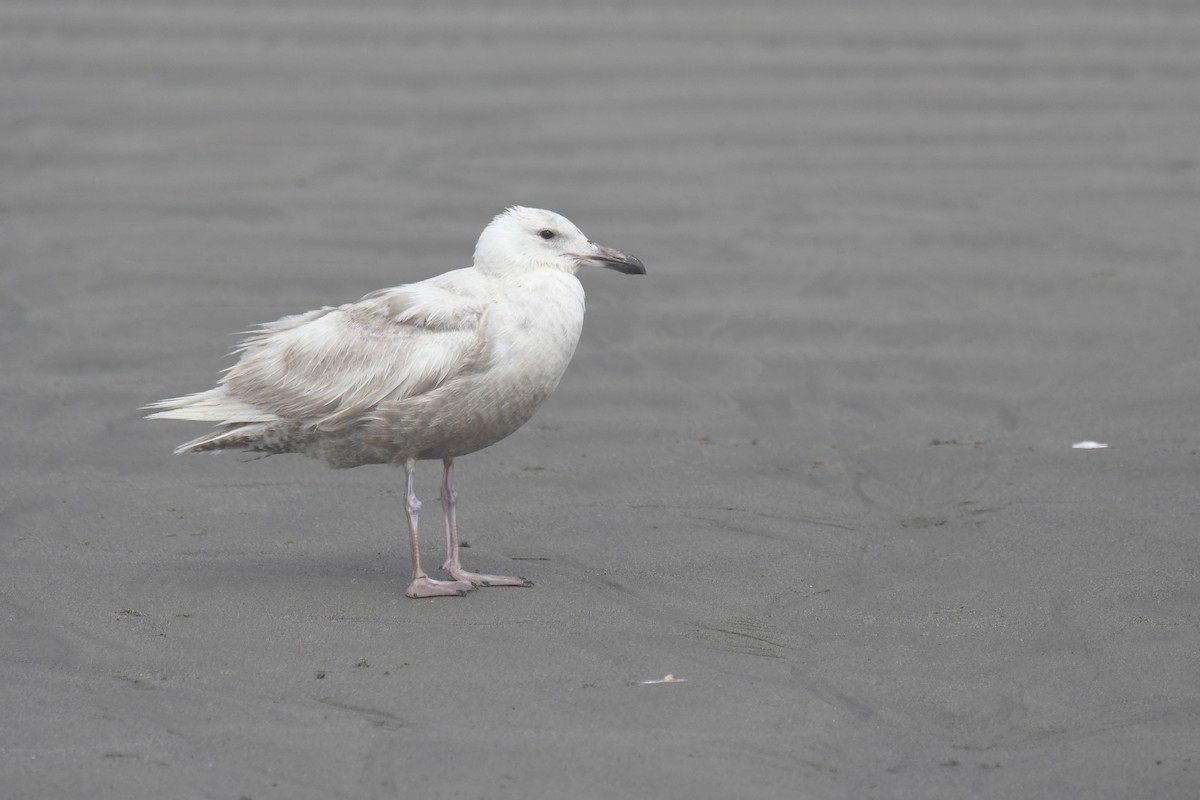 Glaucous-winged Gull - ML638570152