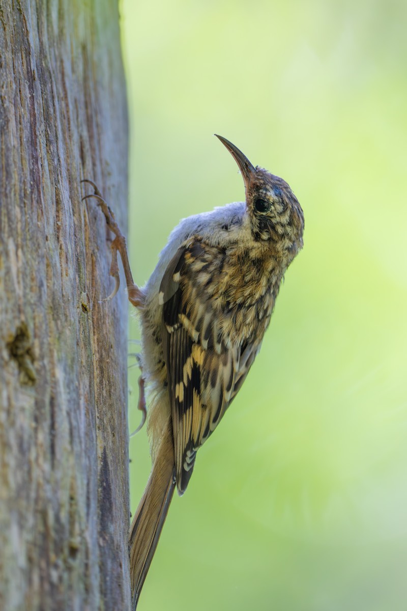 Brown Creeper - ML638570154