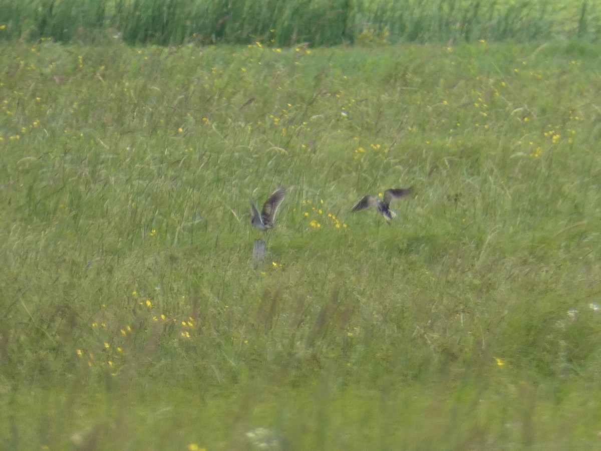 Upland Sandpiper - ML638570158