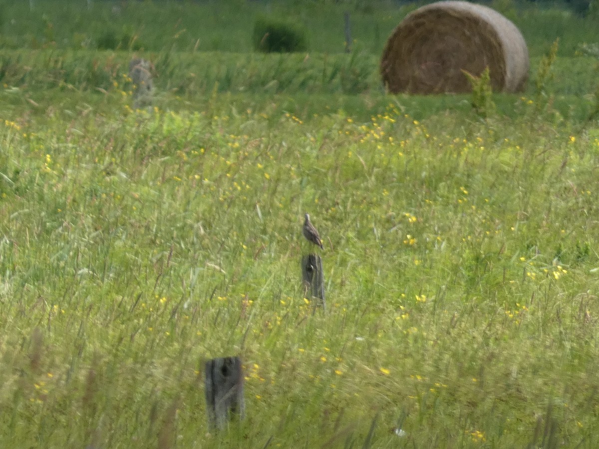 Upland Sandpiper - ML638570159