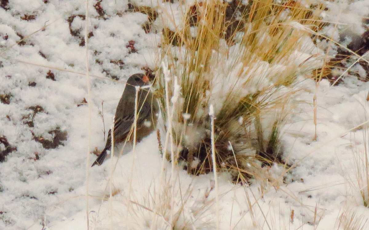 Plain-colored Seedeater - ML638570164