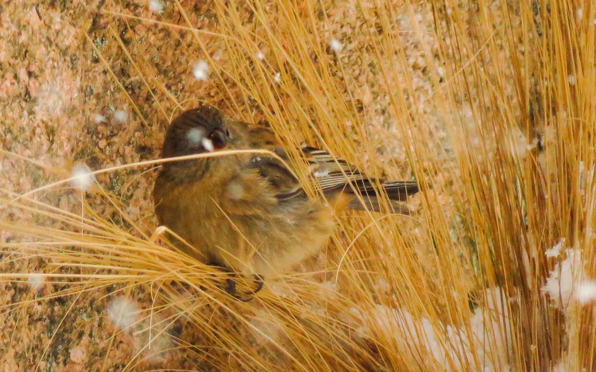 Plain-colored Seedeater - ML638570165