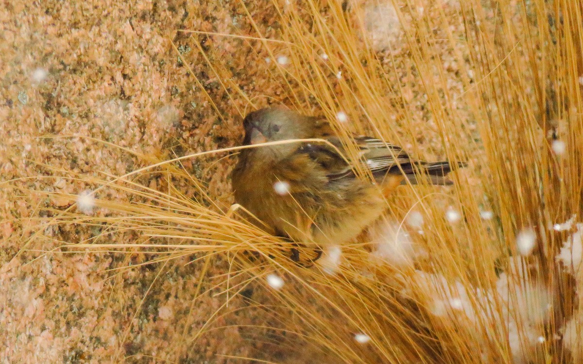 Plain-colored Seedeater - ML638570166