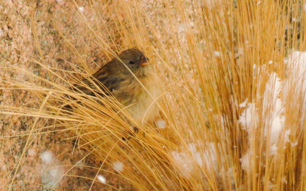 Plain-colored Seedeater - ML638570167