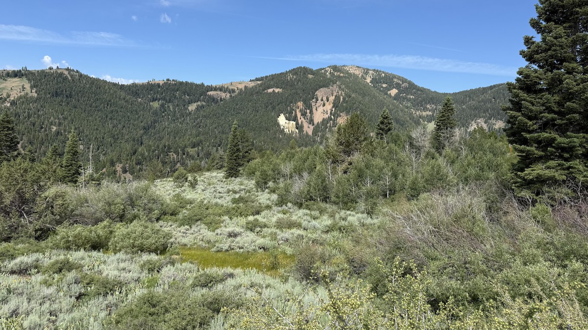 null - ML638570174
