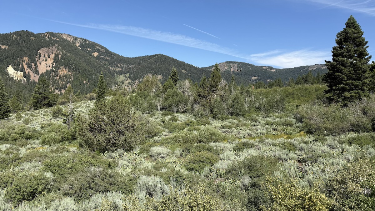 null - ML638570175