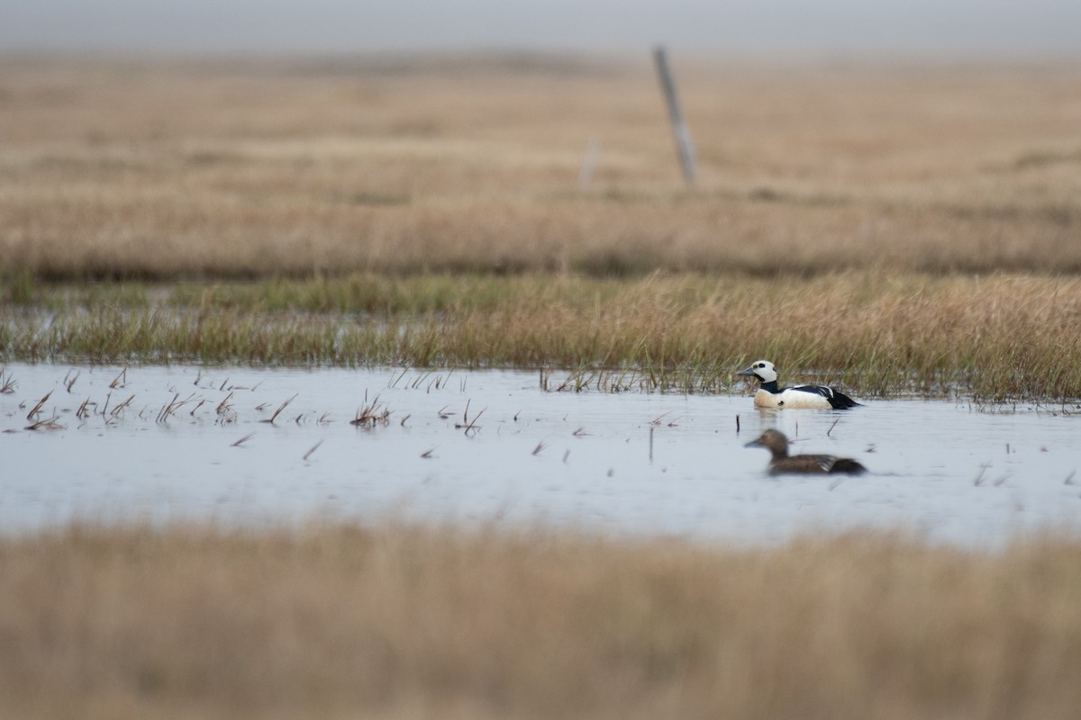 Steller's Eider - ML638570191