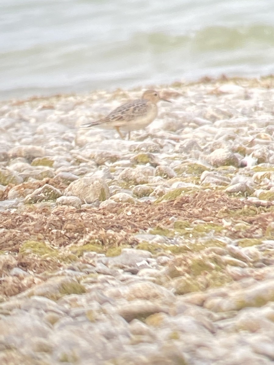 Buff-breasted Sandpiper - ML638570206