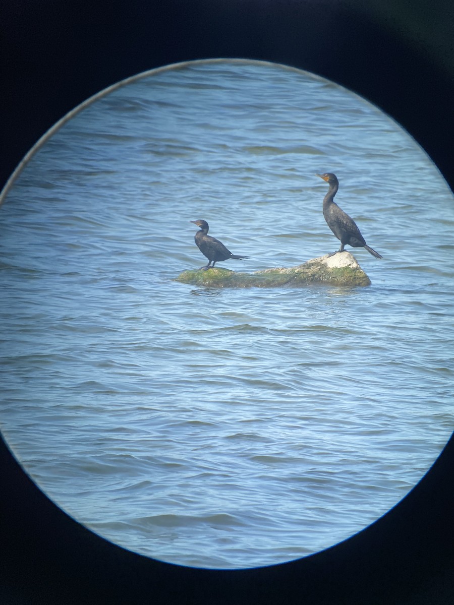 Neotropic Cormorant - ML638570240