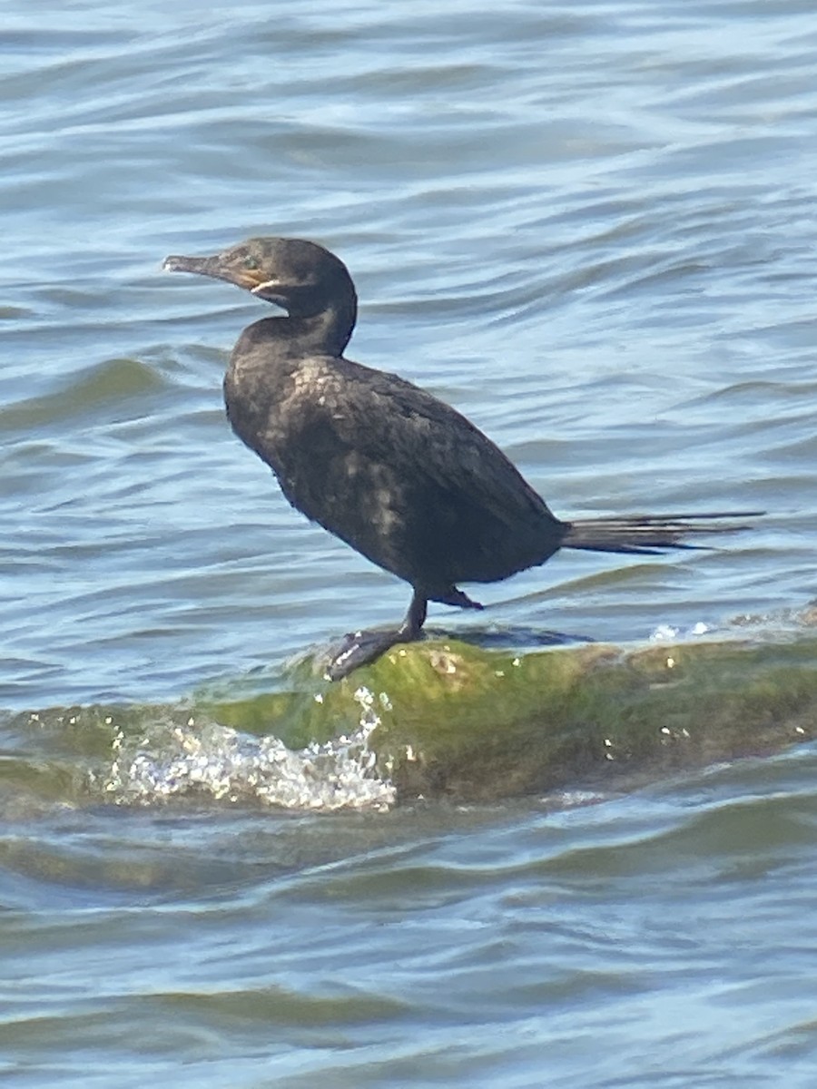 Neotropic Cormorant - ML638570253