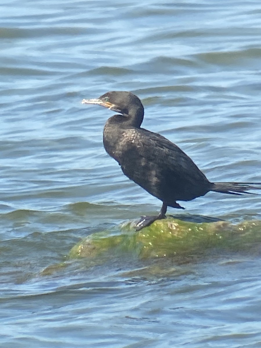 Neotropic Cormorant - ML638570258