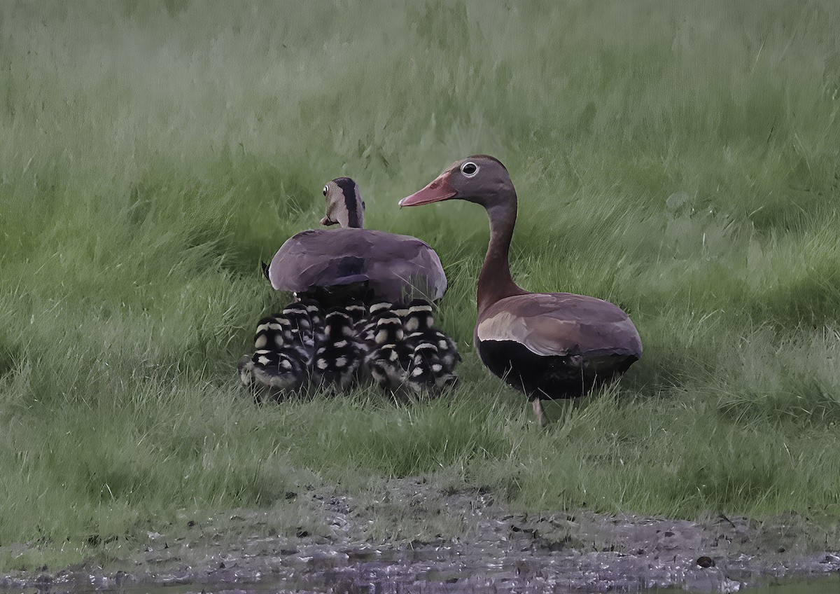 Rotschnabel-Pfeifgans - ML638570264