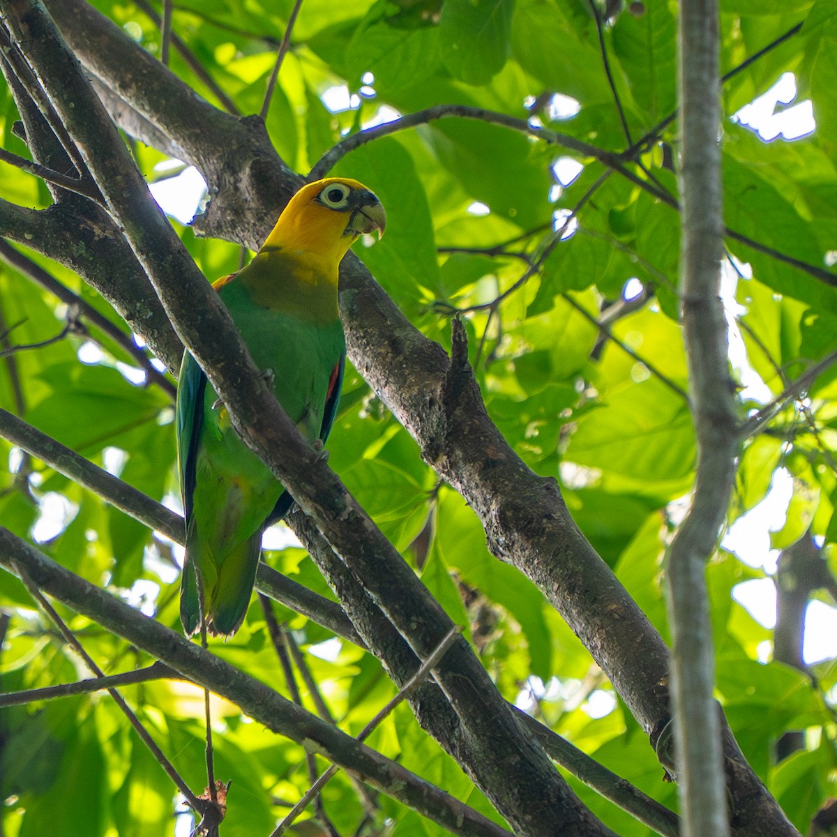Saffron-headed Parrot - ML638570273