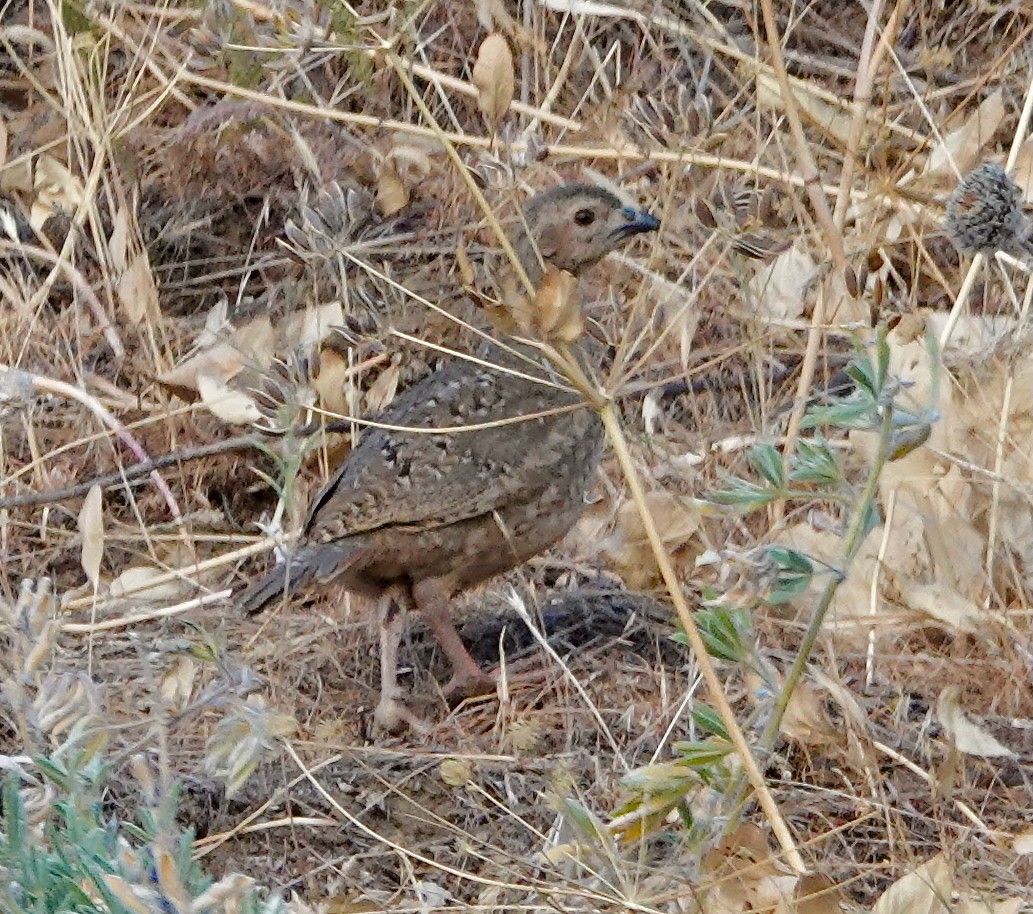 Chukar - ML638570275