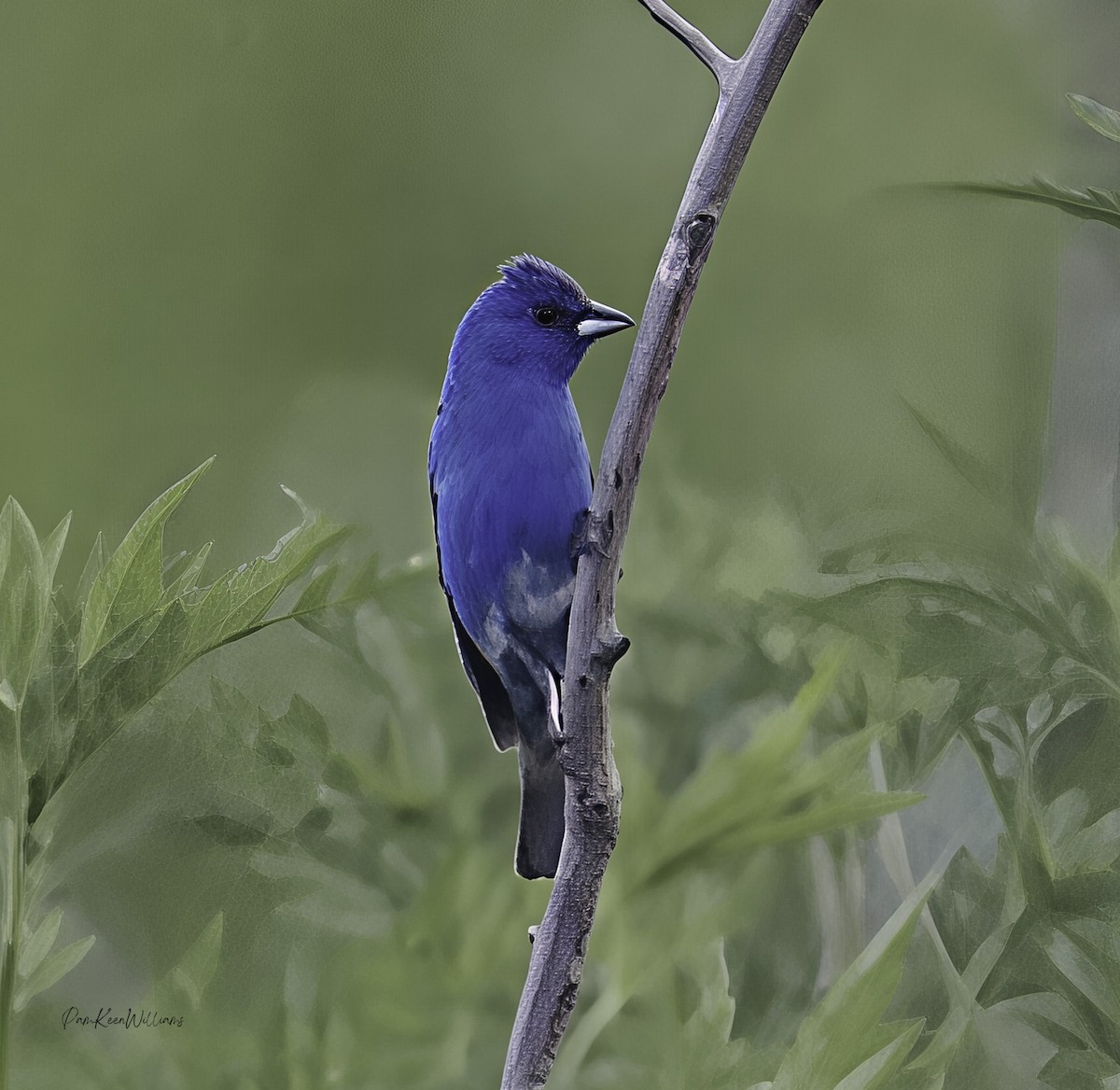 Indigofink - ML638570277