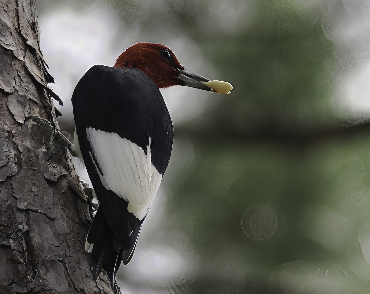 Rotkopfspecht - ML638570282