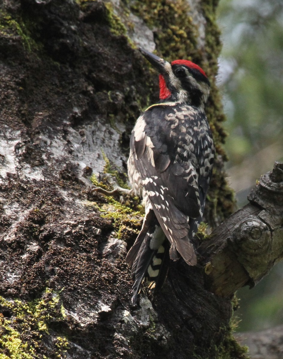 Yellow-bellied Sapsucker - ML638570286