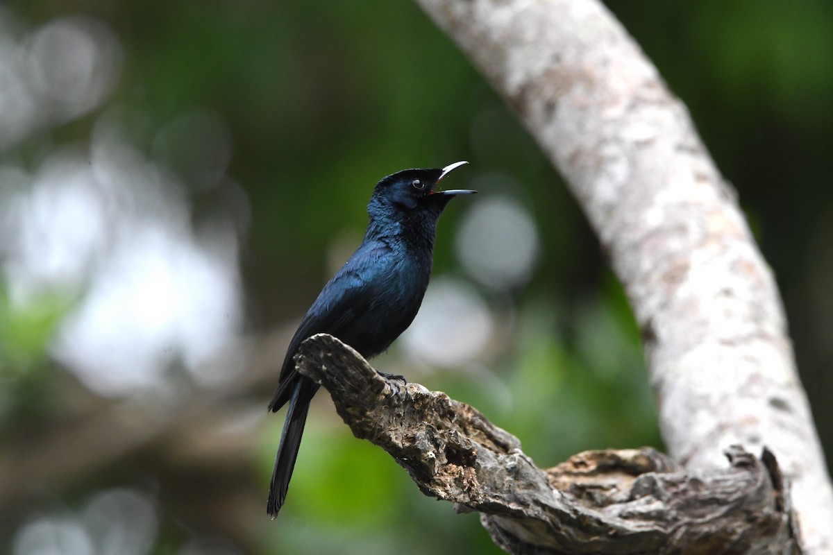 Shining Flycatcher - ML638570312