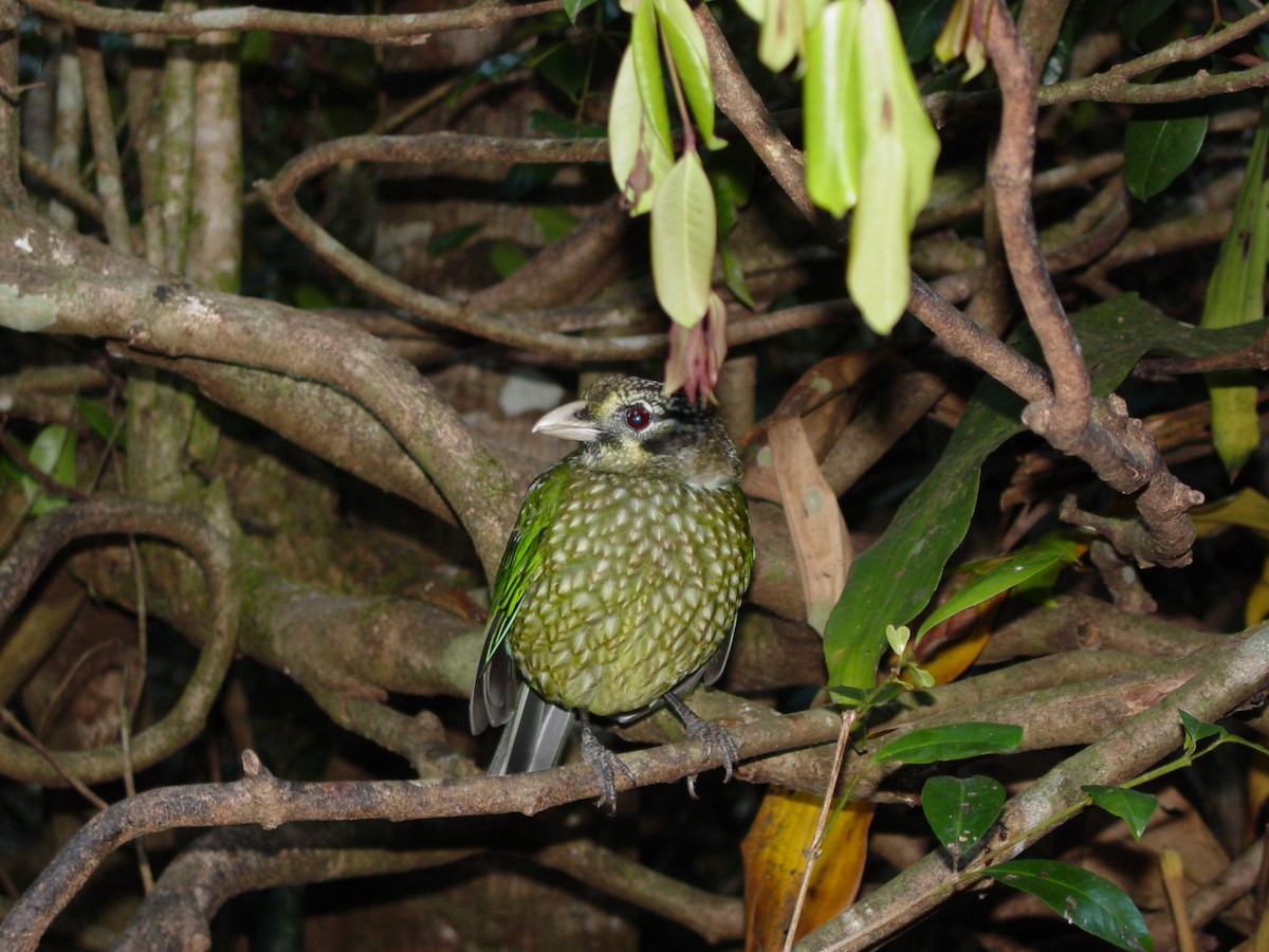 Spotted Catbird - ML638570326