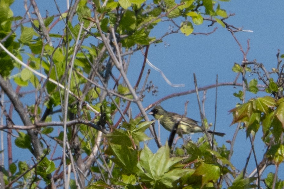 Masked Bunting - ML638570367