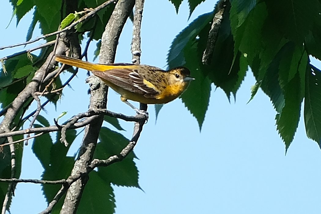 Baltimore Oriole - ML638570369