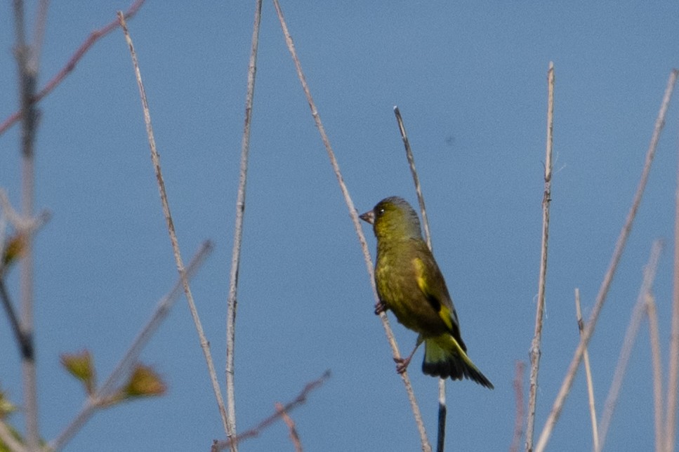 Oriental Greenfinch - ML638570377