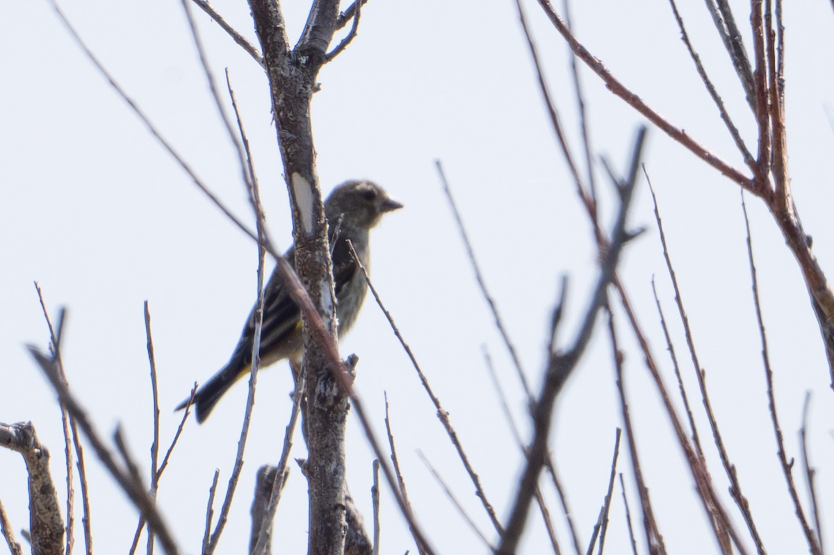 Oriental Greenfinch - ML638570380