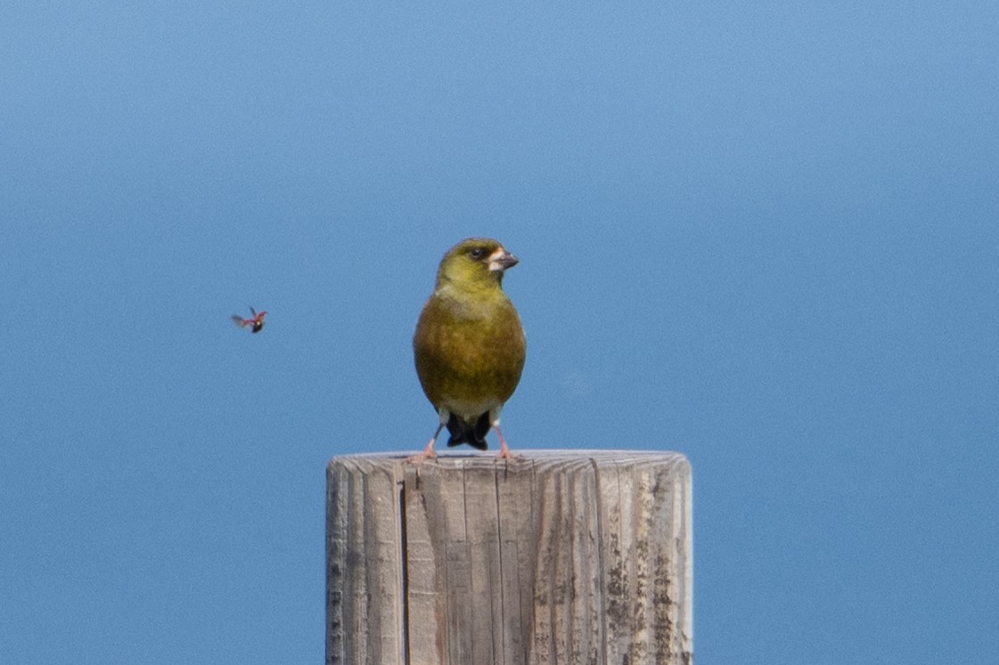 Oriental Greenfinch - ML638570417