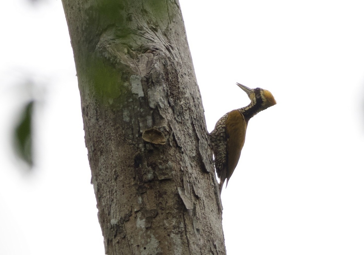 Javan Flameback - ML638570450