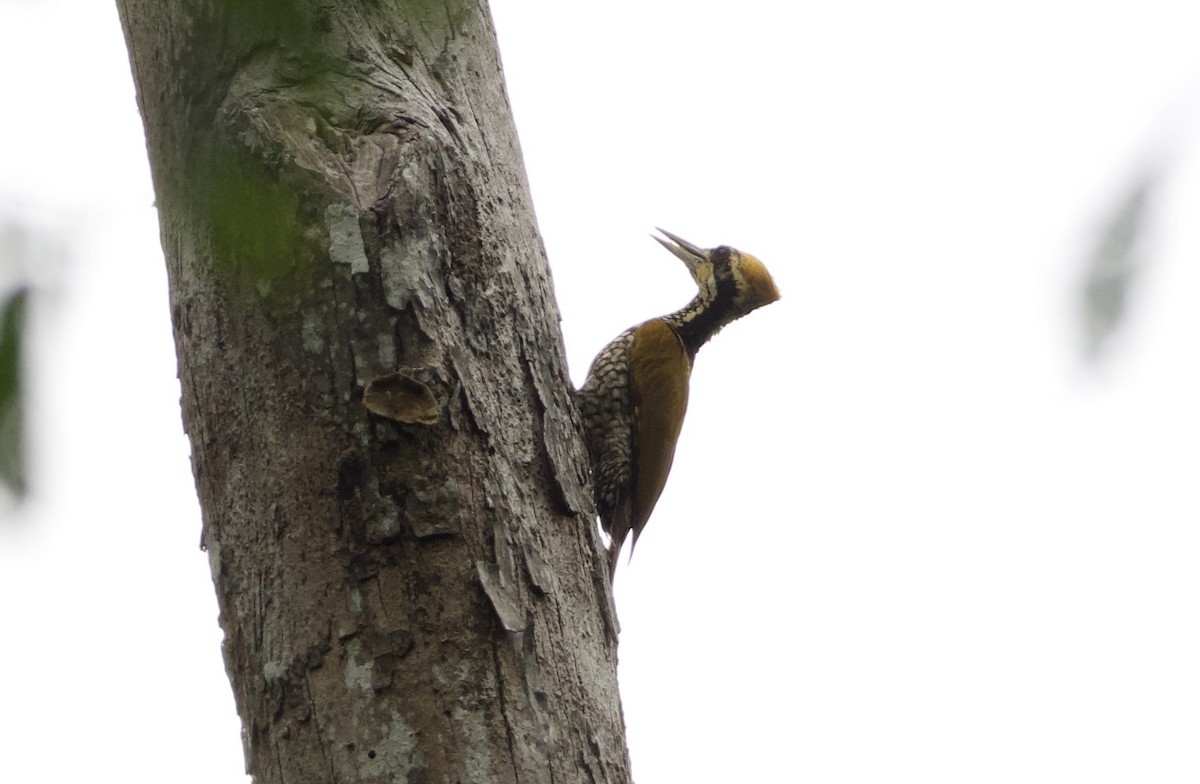 Javan Flameback - ML638570451