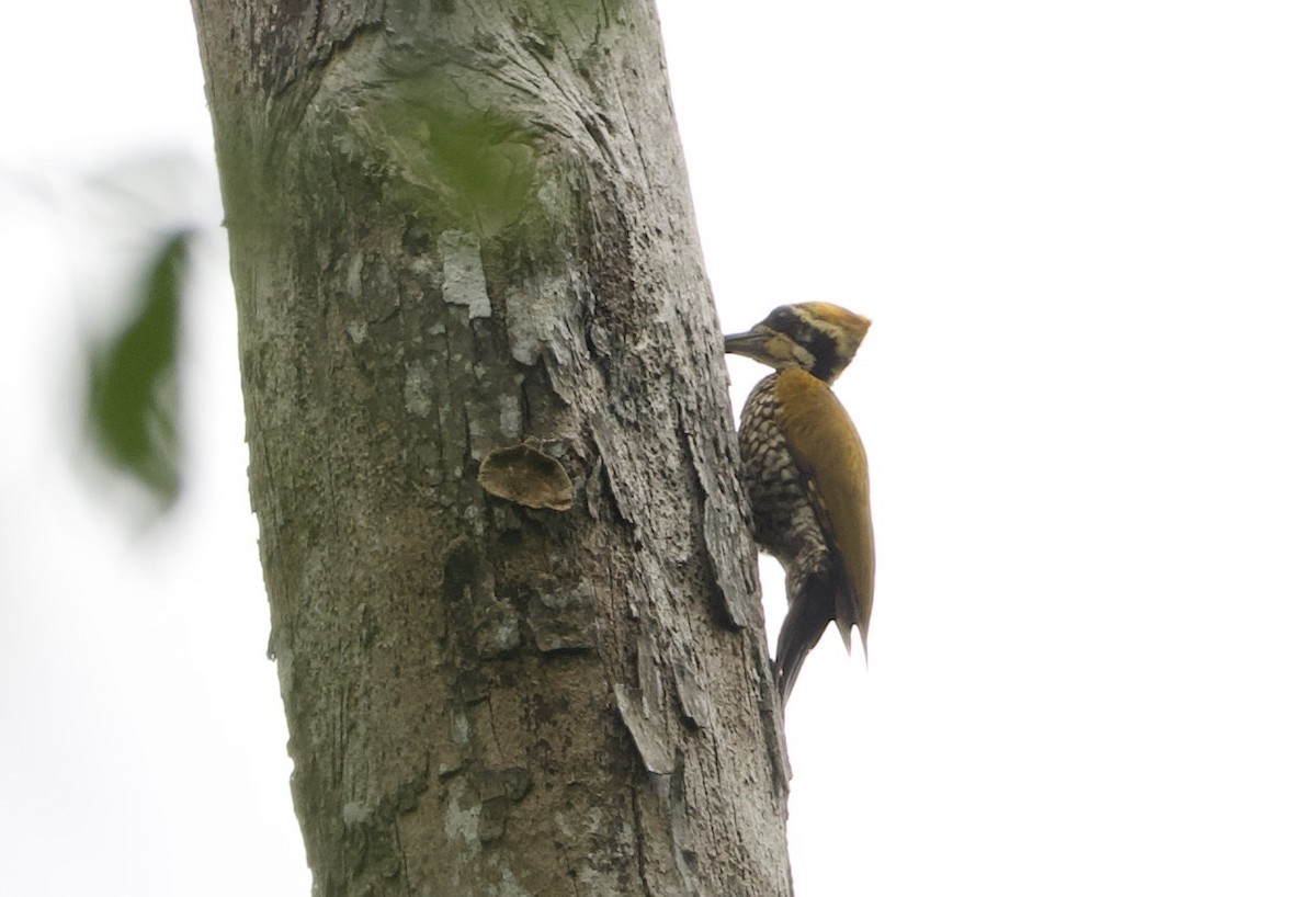 Javan Flameback - ML638570452