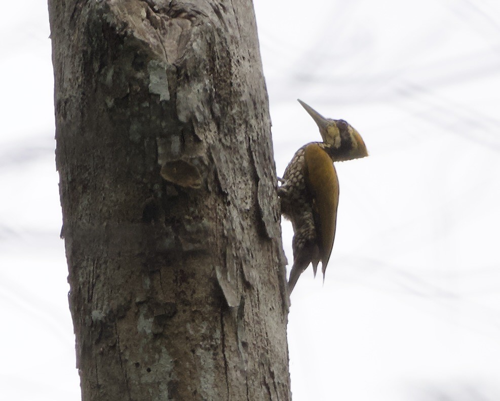 Javan Flameback - ML638570453