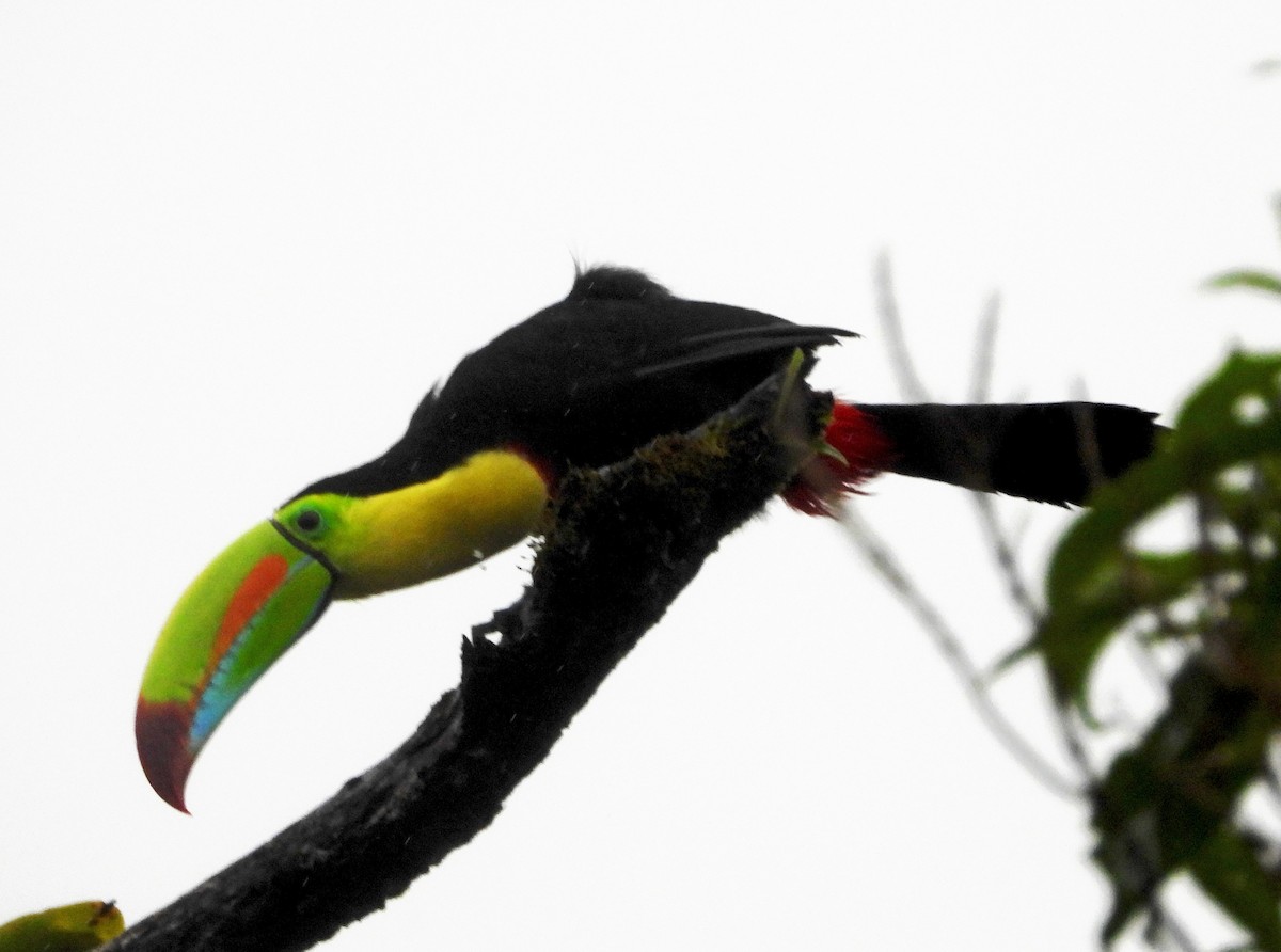 Keel-billed Toucan - ML638570467