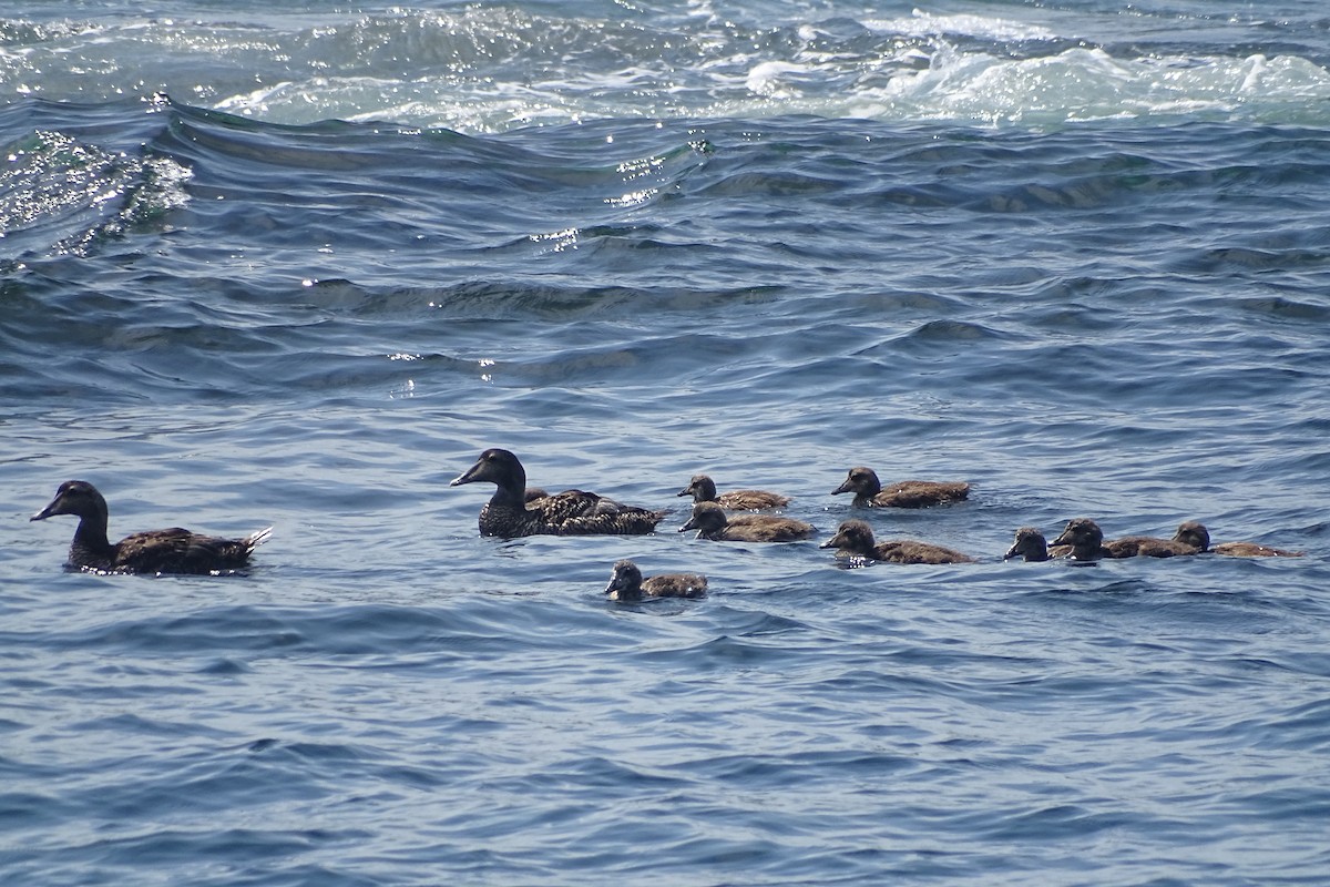 Common Eider - ML638570477