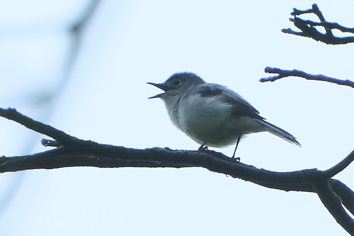 Blue-gray Gnatcatcher - ML638570496