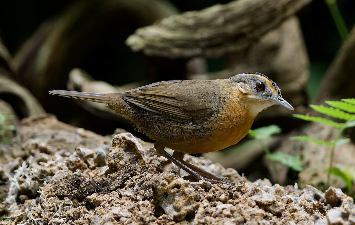 Javan Black-capped Babbler - ML638570503