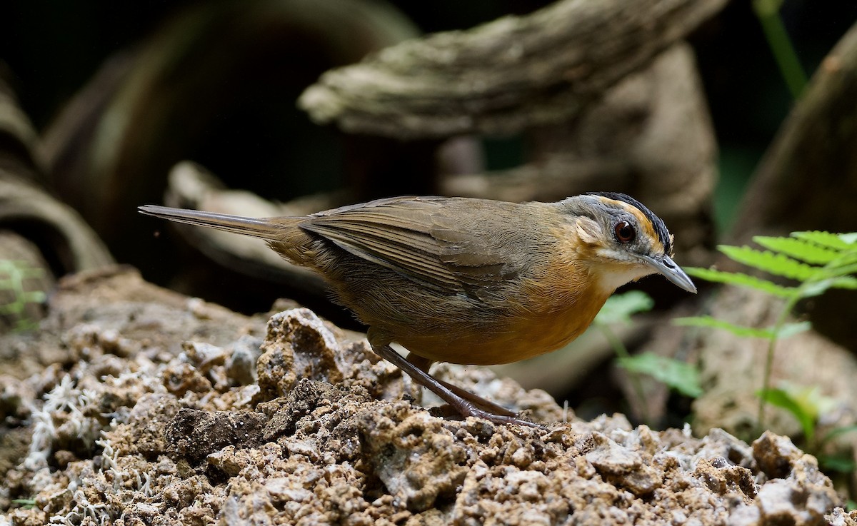 Javan Black-capped Babbler - ML638570504