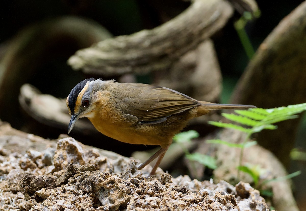 Javan Black-capped Babbler - ML638570505