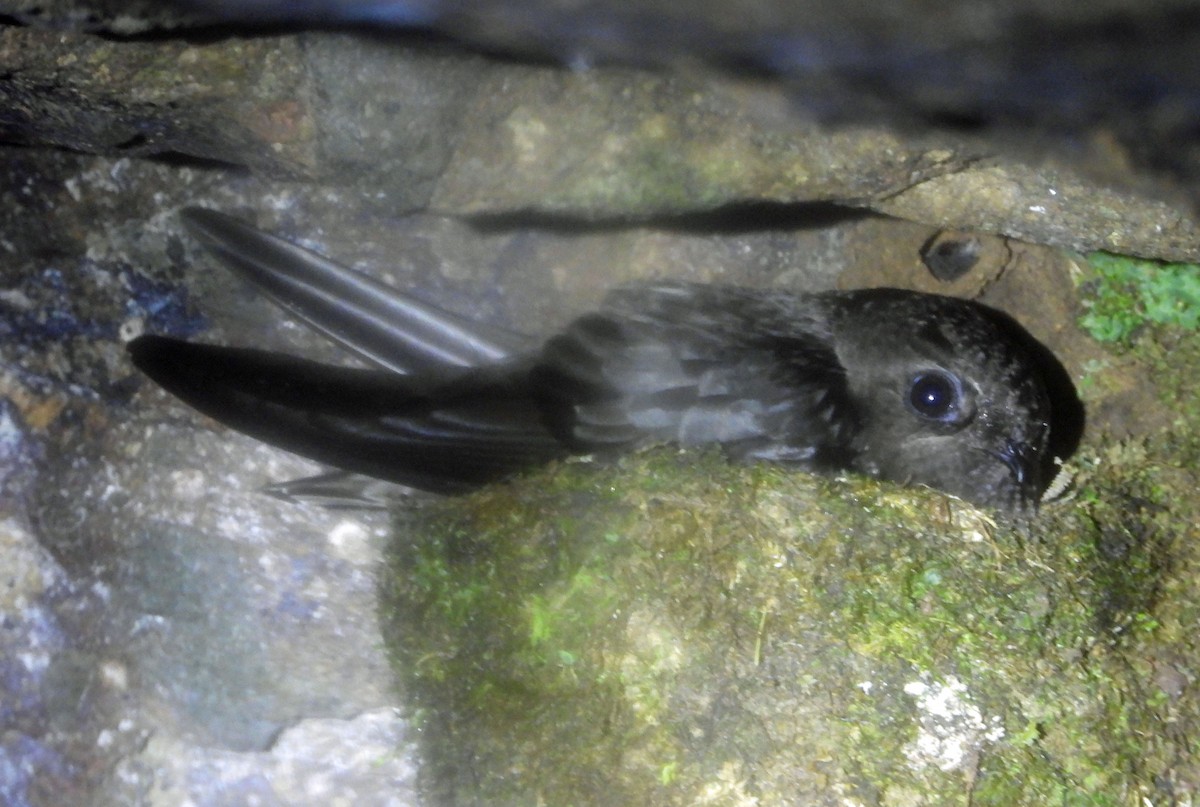 Chestnut-collared Swift - ML638570508