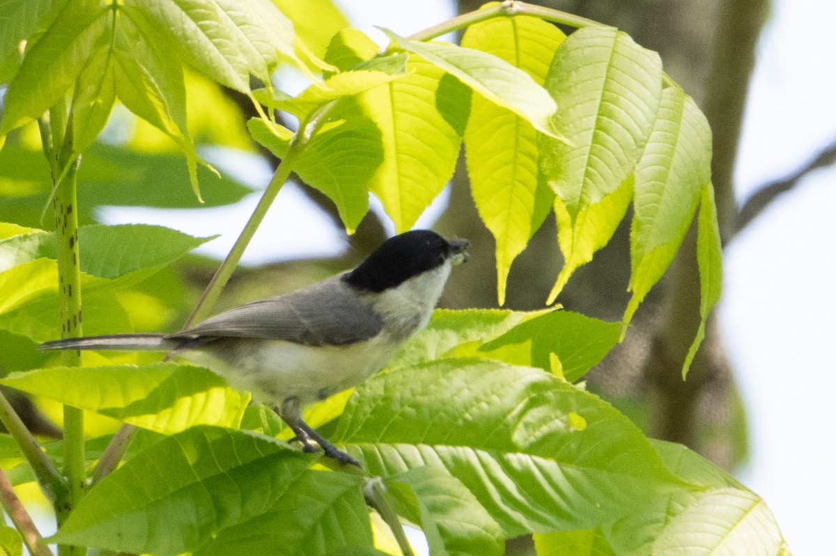 Kaskabeltz txikia - ML638570535